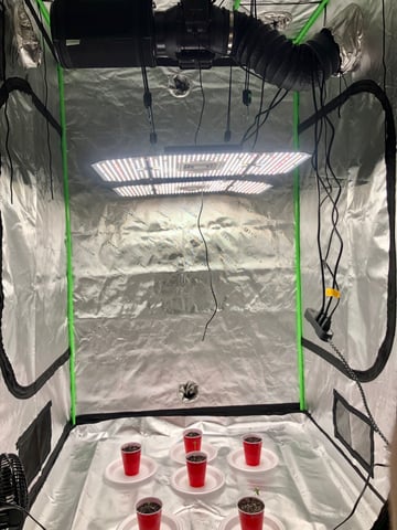 My First Home Grow  — seedling_rooting, day 10