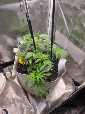 Looking for advice! — vegetative, day 35