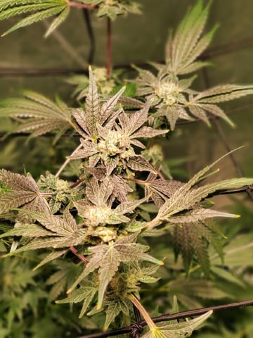 OLD GROW, NEW IDEAS — none, day 6