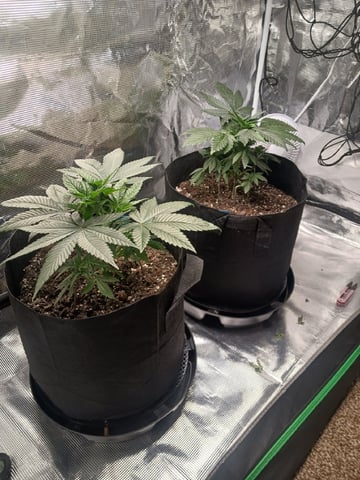 4th Grow — vegetative, day 16