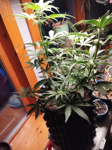 F1 apollo — flower, day 25