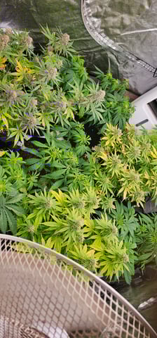 round 2 — flower, day 152