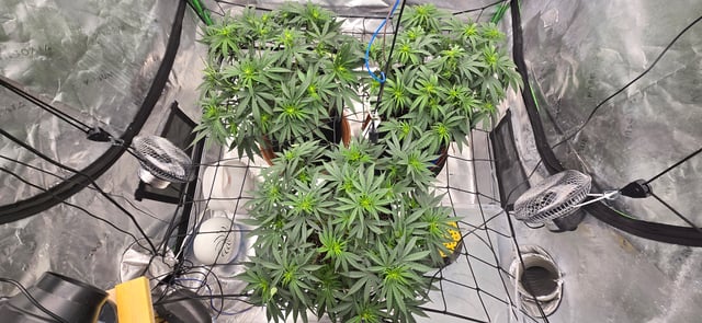 Smooth Nuggies (the future #1 & Pruple widow ) — flower, day 3