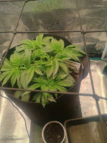 lil Slurry, first grow — vegetative, day 29