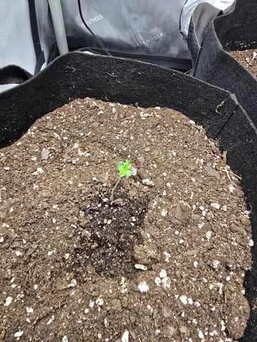 Durban Poison — seedling_rooting, day 8
