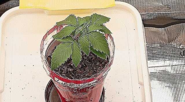 TentPlantLightFan — vegetative, day 19
