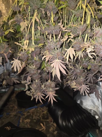 Relentless Genetics Trop Cherry S1 — harvest, day 87
