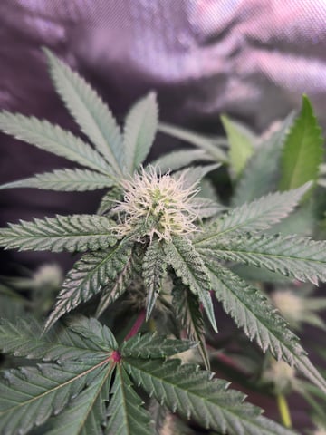 Looking for advice! — flower, day 70