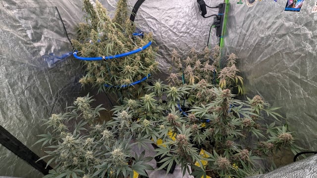 Mixed Grow — flower, day 97