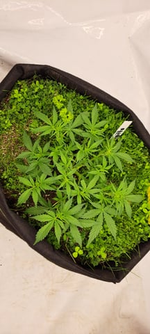 First Grow with the new setup  — auto, day 33