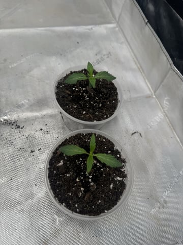 PBB and SN — vegetative, day 24