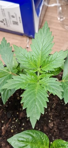 blueberry funk — seedling_rooting, day 11