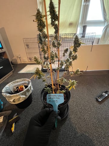 3autos and 2 fem  — flower, day 43