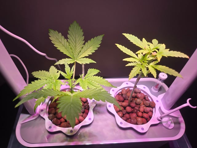 1st Grow — vegetative, day 19