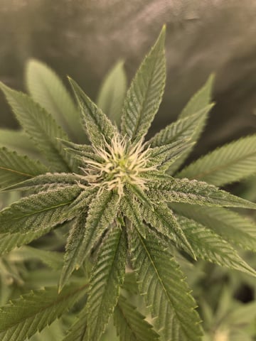 Banana and Gold — flower, day 25