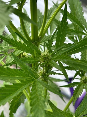 First ever grow — flower, day 56