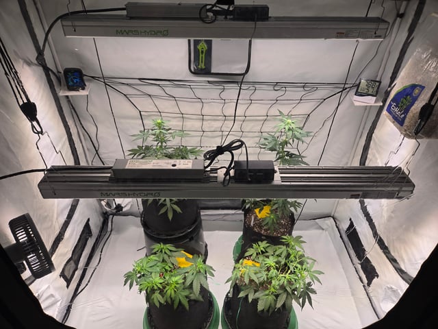 2nd Grow 3x5 tent — vegetative, day 36