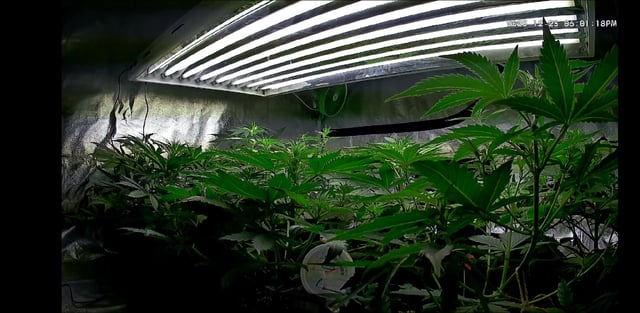 3rd Auto Grow — vegetative, day 53