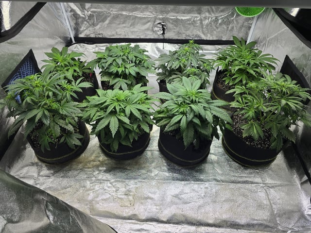 Autos AGAIN — vegetative, day 36