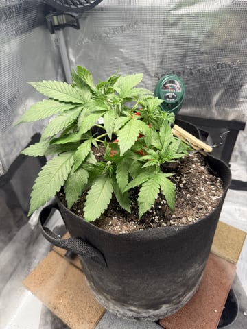 Gorilla Cookies 2nd Try — vegetative, day 35