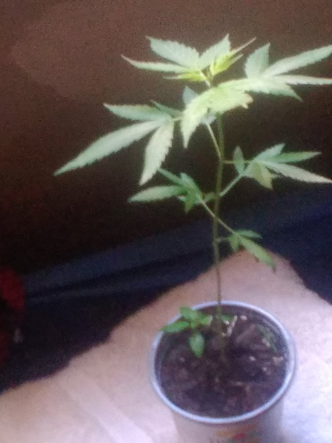 Help For My Plants Care