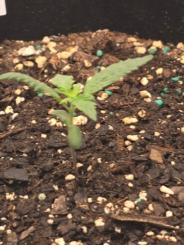 blue dream auto — vegetative, day 13