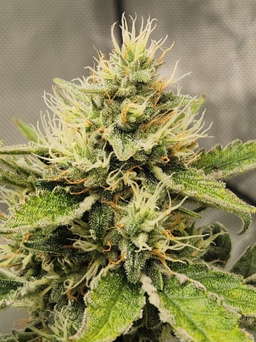 Another round of Mephisto Genetics from Schoolyard Crush and Do-si-delirium drops. — flower, day 54