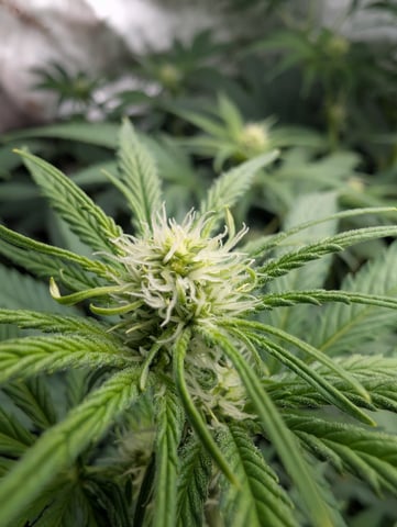 Acapulco Gold  — flower, day 75