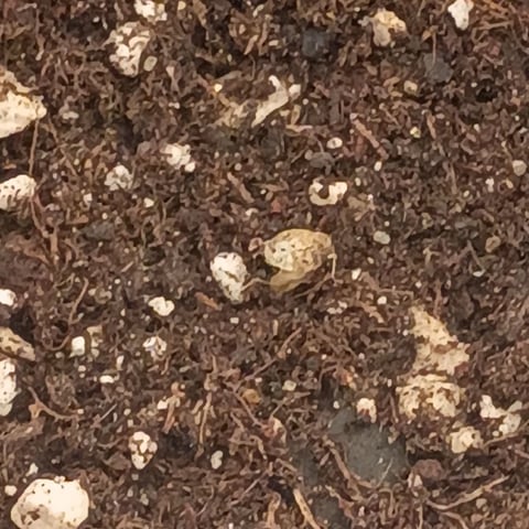 TentPlantLightFan — germination, day 4
