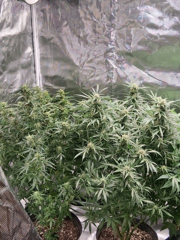 My Girls — flower, day 58