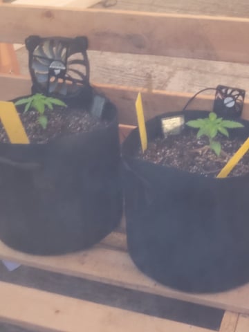 Clones And Hermie Seeds — vegetative, day 23