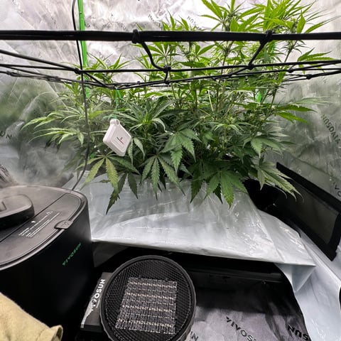 Ztrawberriez (Auto) 2026 - 1 — flower, day 49