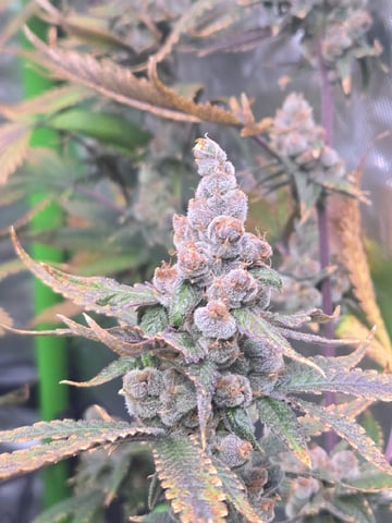 Funk Mountain 2 — harvest, day 74