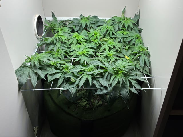 Armário — flower, day 6