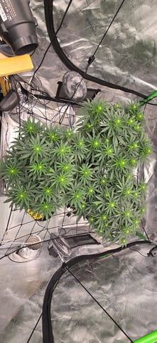 Smooth Nuggies (the future #1 & Pruple widow ) — flower, day 10