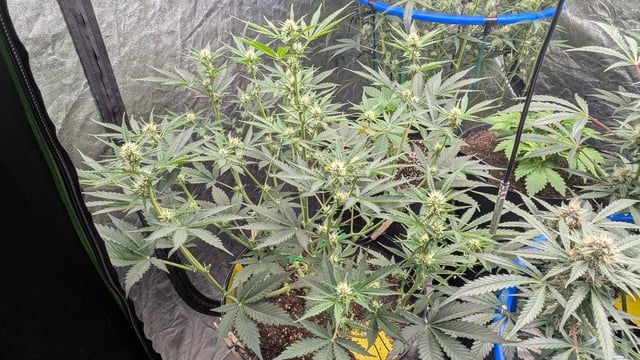 Mixed Grow — flower, day 63