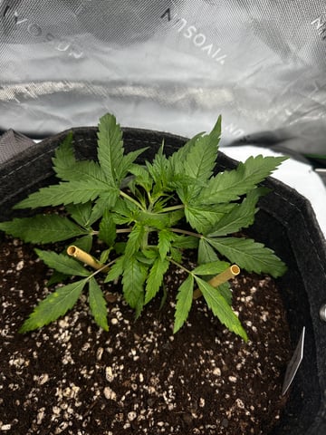 Ztrawberriez (Auto) 2026 - 1 — vegetative, day 26