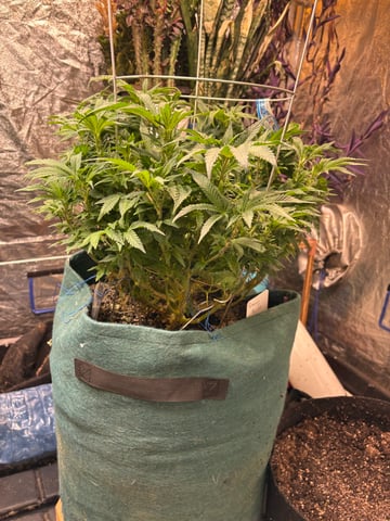 back to my roots.  — flower, day 1