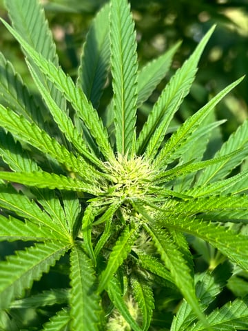 BlackBerry Moonrocks  — flower, day 27