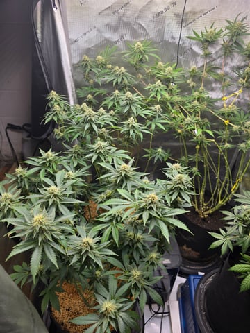 Purple Haze  — harvest, day 88