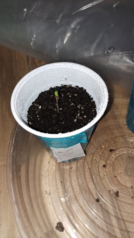 B2 — germination, day 1