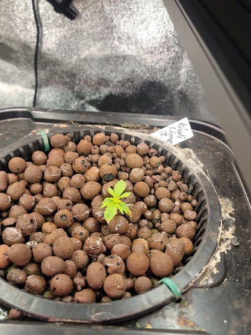 My First Grow — seedling_rooting, day 20