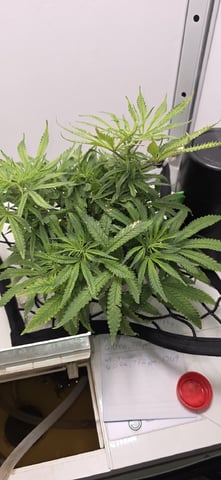 Vivosun Seed tent — flower, day 66