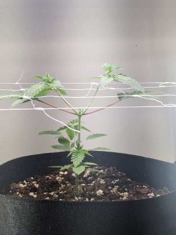 Audrey III — vegetative, day 56