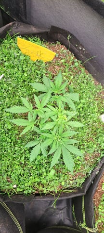 First Grow with the new setup  — vegetative, day 30