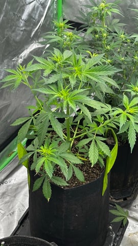 Gorilla Cookies Auto (42 FastBuds) — flower, day 36