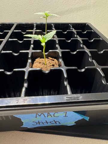 First Grow (Hydro) — germination, day 10