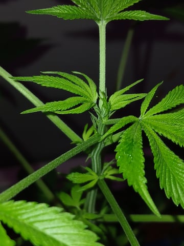 triangle kush  — flower, day 40