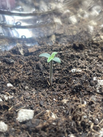 3x3 Grow