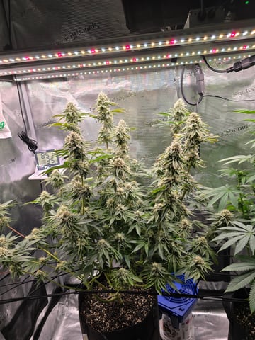 Northern lights #10 (Alaska) — flower, day 72